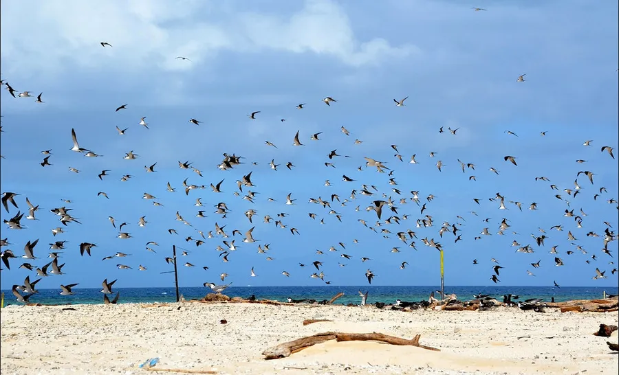 Bird Watching on Michaelmas Cay