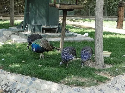 Birds Garden