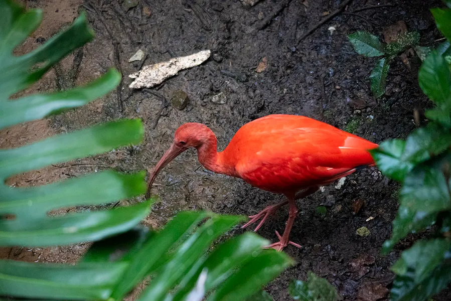 Birds of Eden
