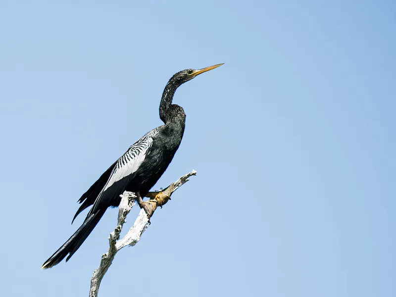 Birdwatching Tours