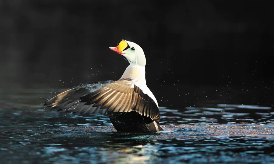 Birdwatching near Kamøyvær