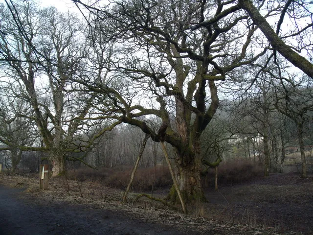 Birnam Oak