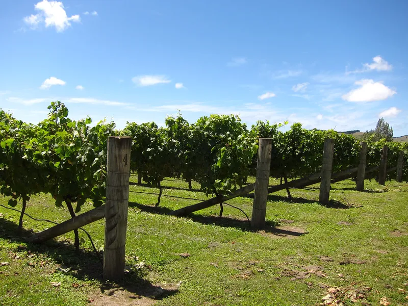 Black Barn Vineyards