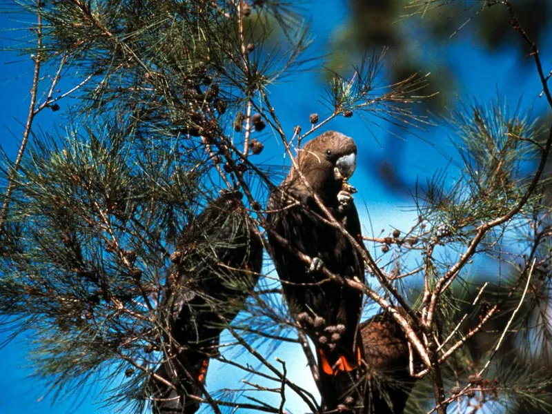 Black Cockatoo Bush Camp Hiking Trails
