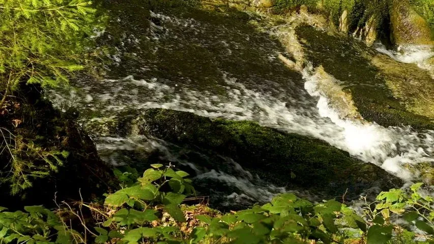 Black River State Forest