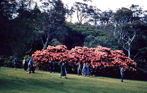 Blackheath Rhododendron Gardens