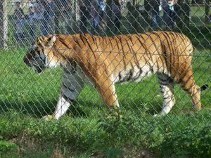 Blair Drummond Safari Park