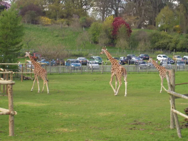 Blair Drummond Safari Park