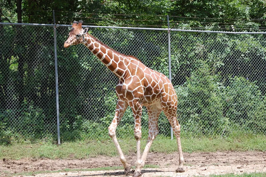 Blank Park Zoo