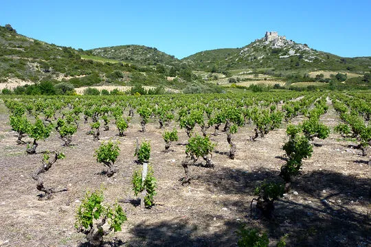 Blanquette de Limoux Vineyards