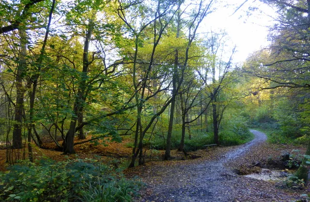 Blean Woods National Nature Reserve