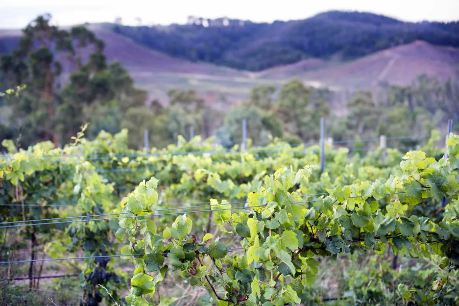 Bleasdale Vineyards