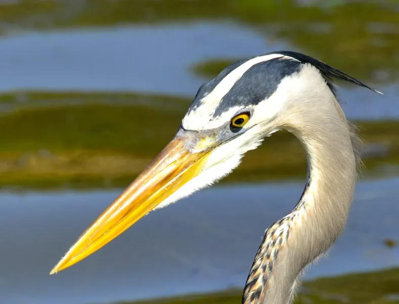 Blue Heron Coffeehouse