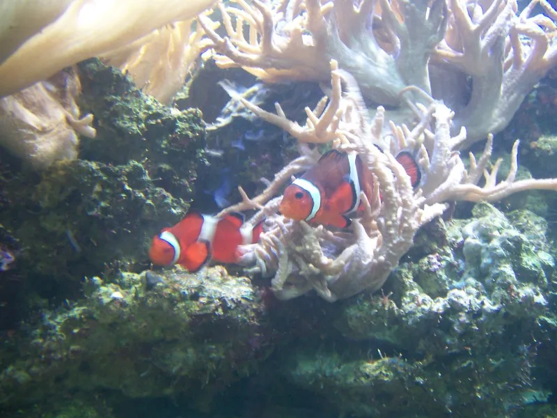 Blue Reef Aquarium