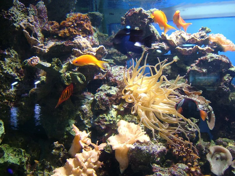 Blue Reef Aquarium
