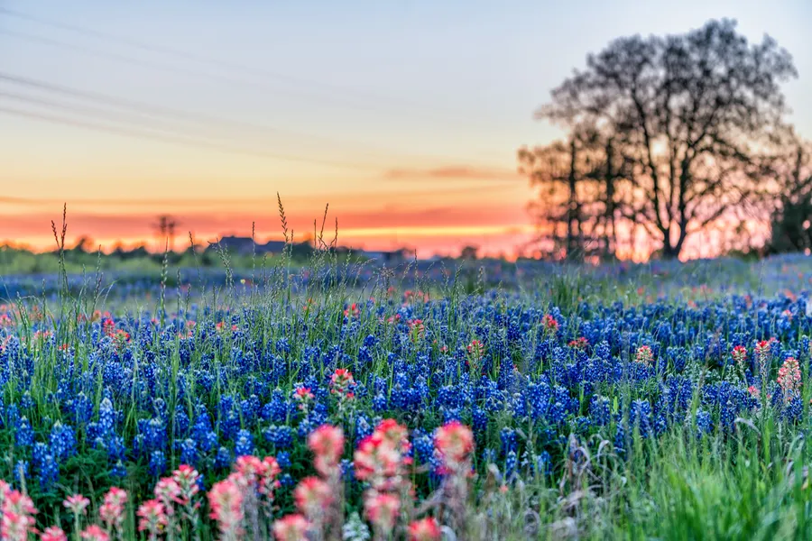 Bluebonnet Swamp Nature Center
