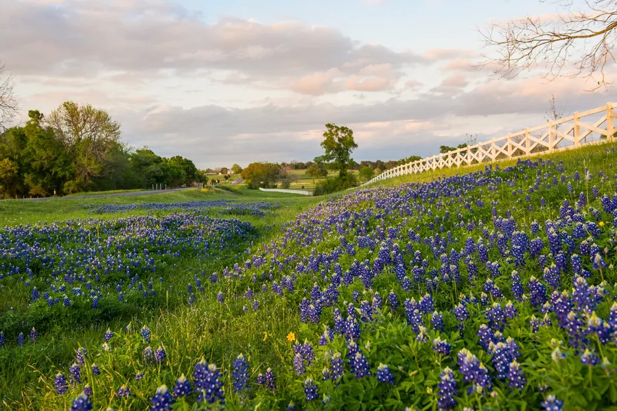 Bluebonnet Wine Trail