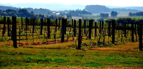 Bodega Narbona