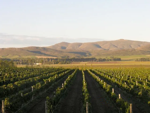 Bodega Saldungaray