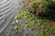 Bolsa Chica Ecological Reserve