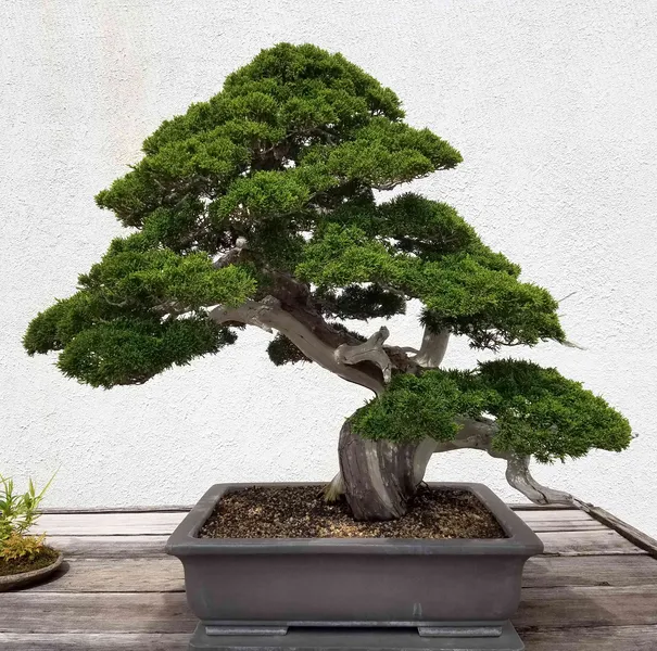 Bonsai Museum