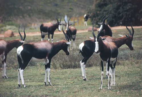 Bontebok National Park