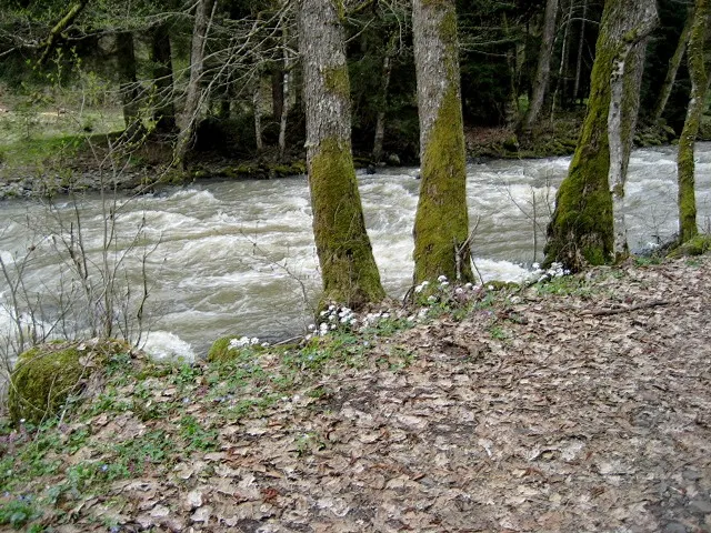 Borjomi Mineral Water Park