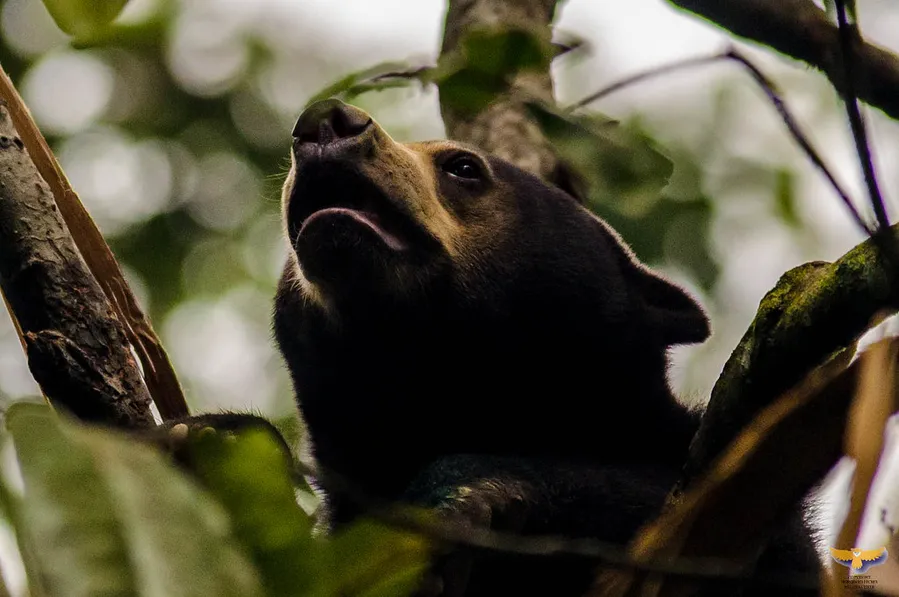 Bornean Sun Bear Conservation Centre