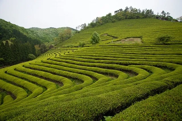 Boseong Tea Theme Park