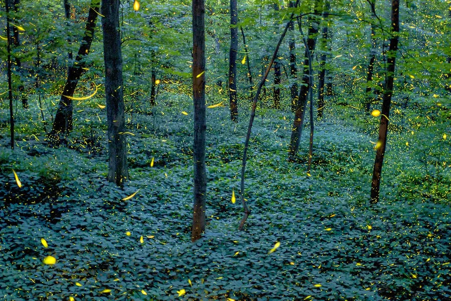 Bosque de las Luciérnagas