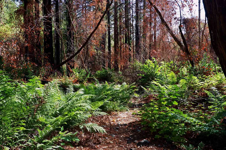 Bothe-Napa Valley State Park