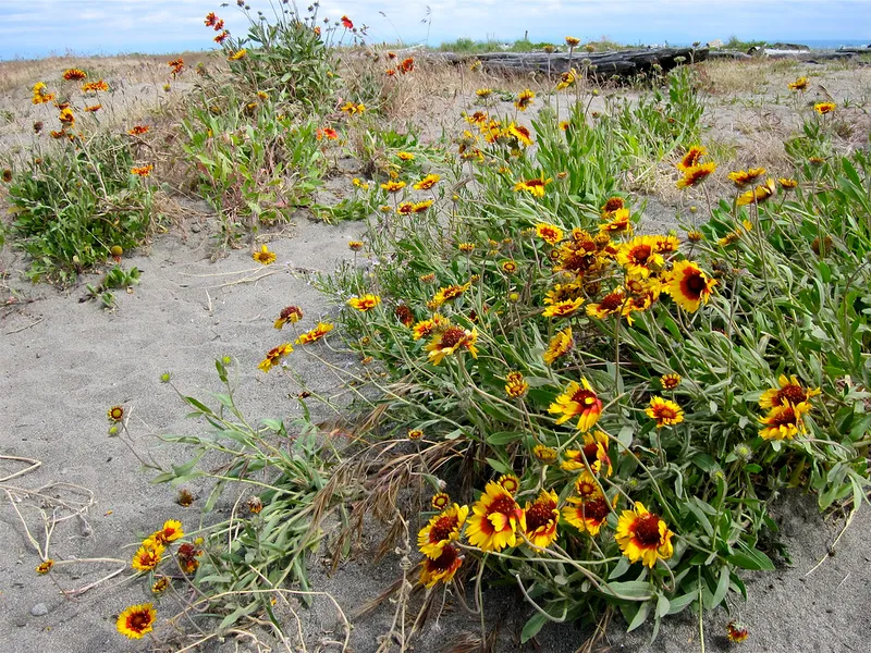 Boundary Bay Regional Park