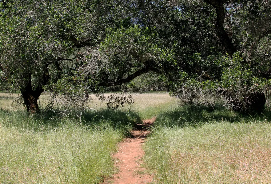 Bouverie Preserve