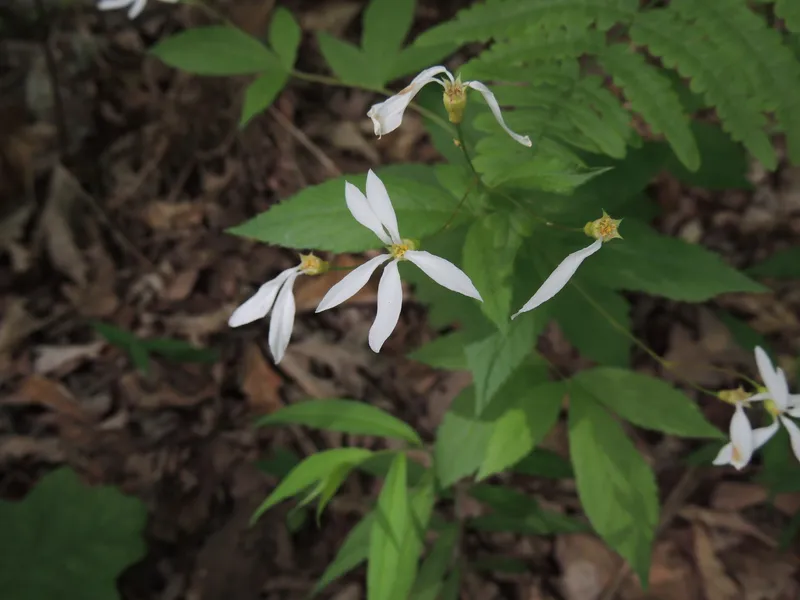 Bowman's Hill Wildflower Preserve
