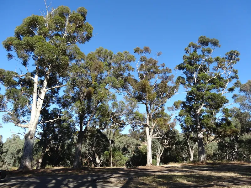 Bowman Park
