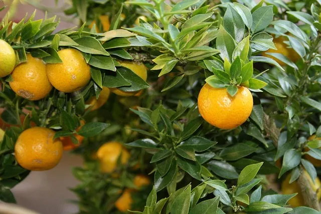 Boyett's Grove & Citrus Attraction