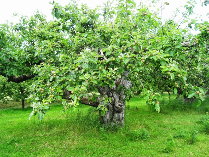 Bramley Apple Tree (Original)