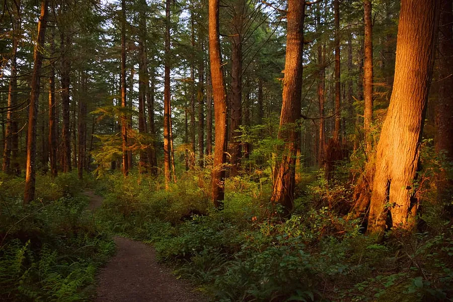 Brave Wilderness