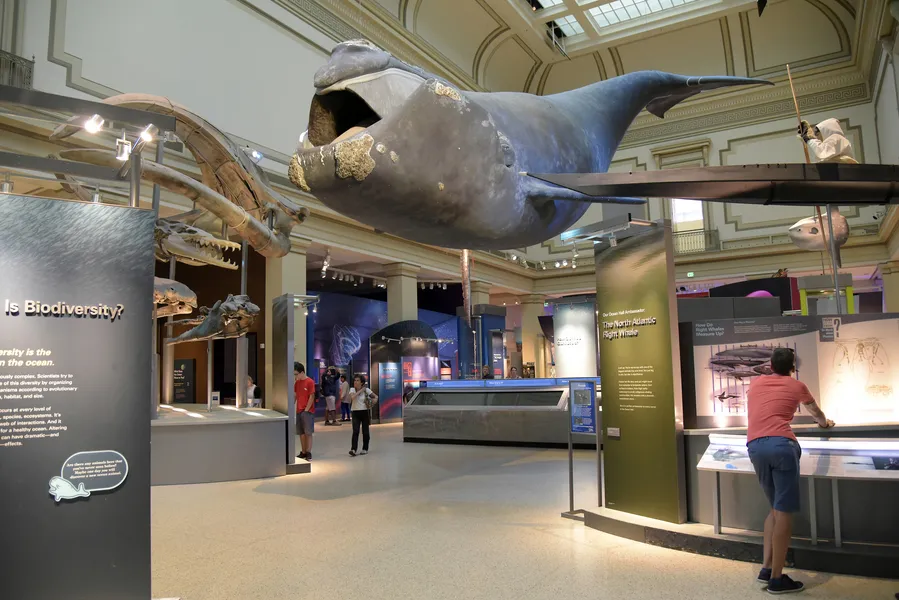 Brazos Valley Museum of Natural History