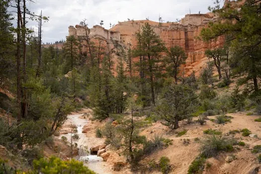 Bristlecone Loop Trail