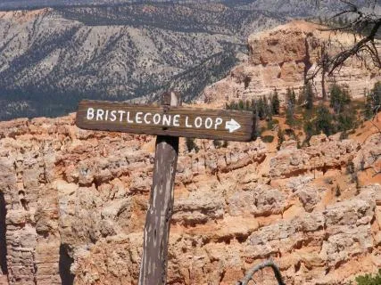 Bristlecone Pine Loop Trail
