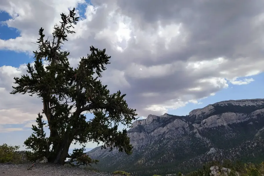 Bristlecone Pine Trail