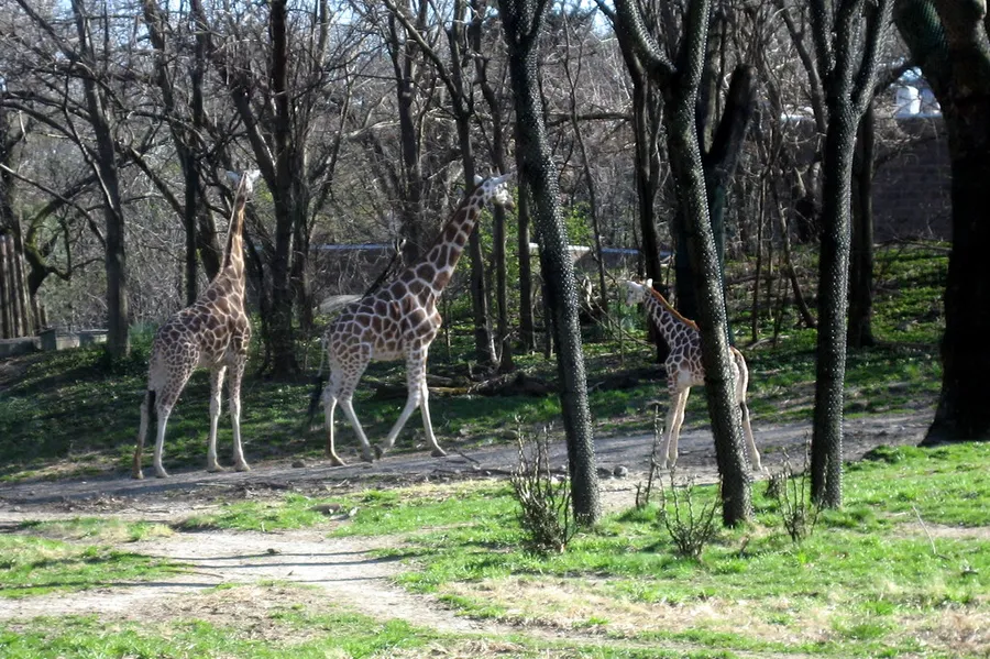Bronx Zoo