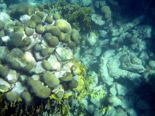 Buccoo Reef