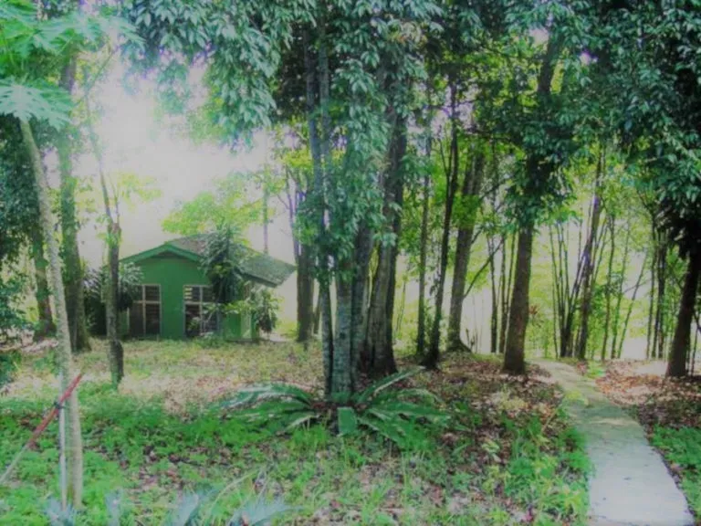 Buddha Gardens Retreat