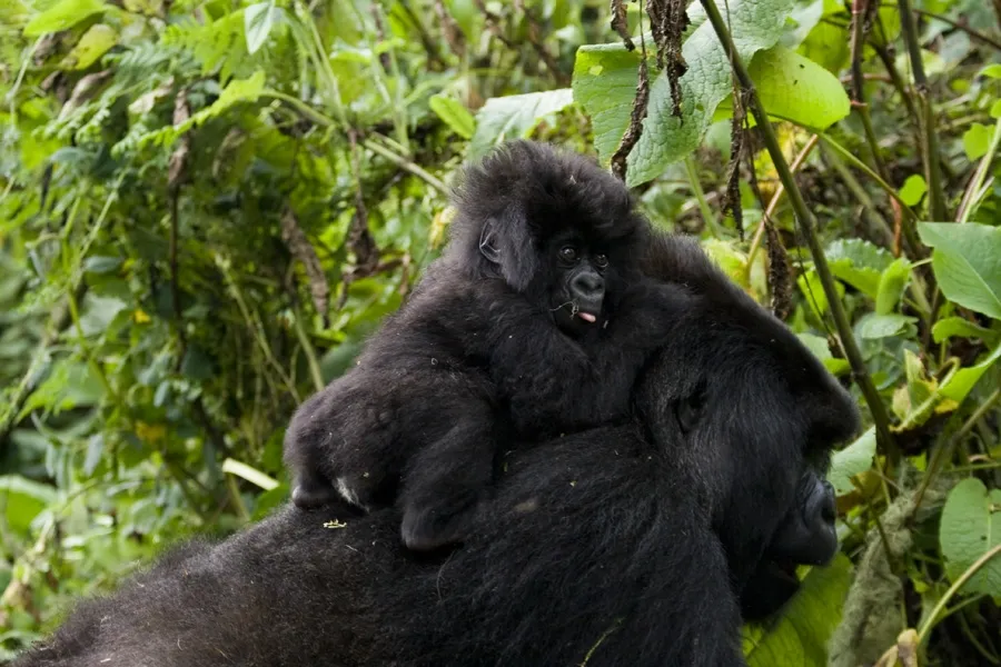 Buhanga Eco-Park