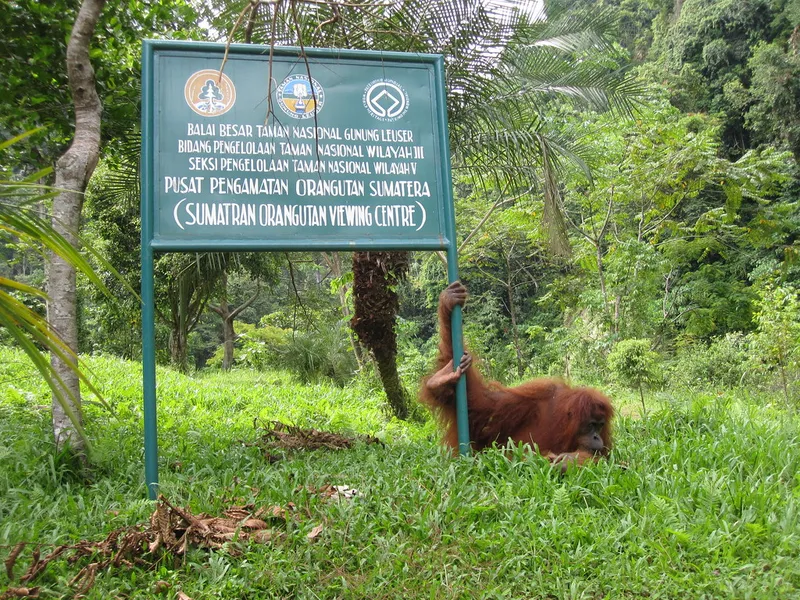 Bukit Lawang Jungle Trekking