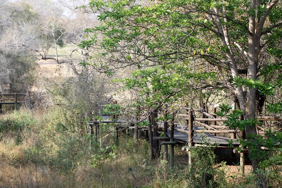 Bush Walk at Kruger National Park