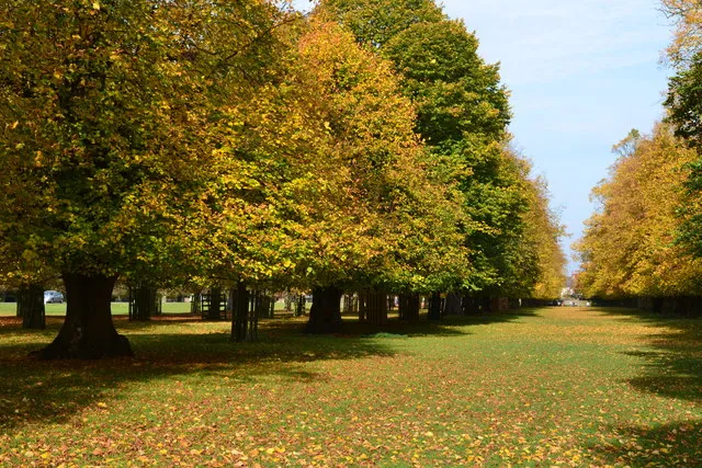 Bushy Park