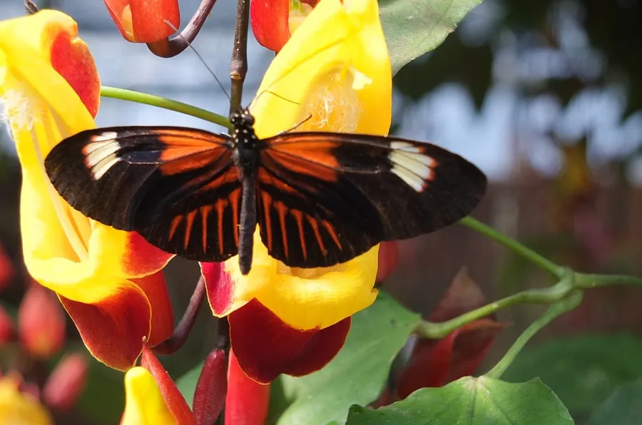 Butterfly Garden at Mindo